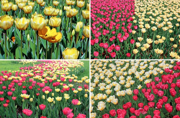 Ensemble de milieux de nombreuses tulipes jaunes et rouges dans un lit de fleurs — Photo