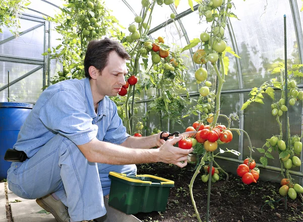 A munkavállaló termés vörös érett paradicsom az üvegházhatást okozó — Stock Fotó