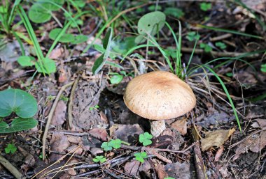 Genç çörek mantar