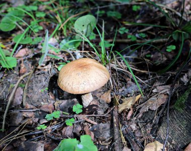 Genç çörek mantar