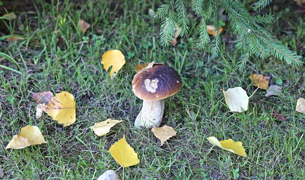 Young white mushroom boletus — Stok Foto