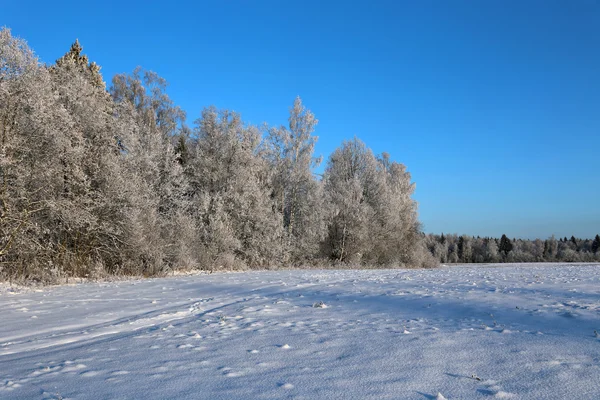 Paysage d'arbres enneigés sont épicéa et bouleau — Photo