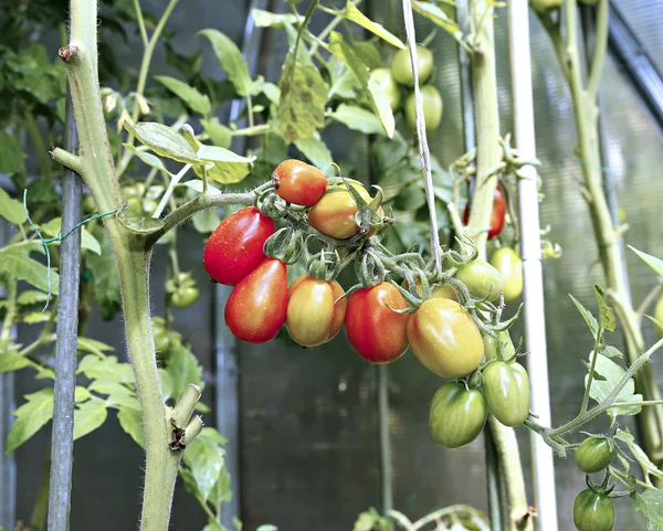 Ramo de tomates rojos ovalados —  Fotos de Stock