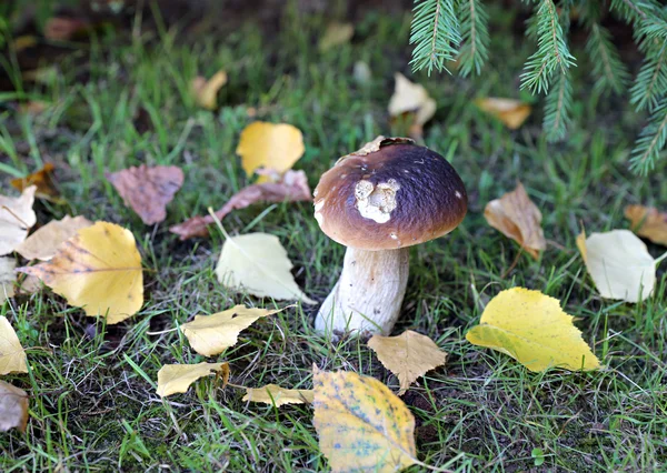 Young white mushroom boletus — Stock Photo, Image