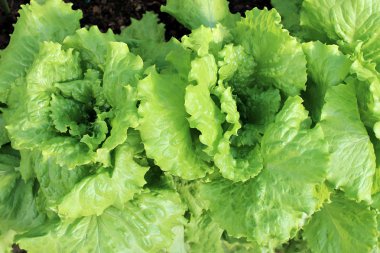 Bahçede büyüyen marul