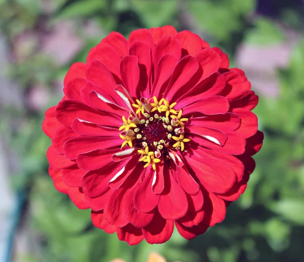 庭で明るく美しい赤い百日草花 — ストック写真
