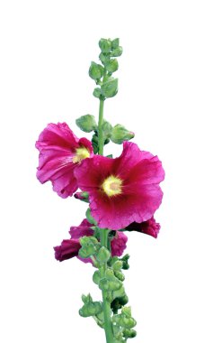 Çiçek güzel pembe hollyhocks izole