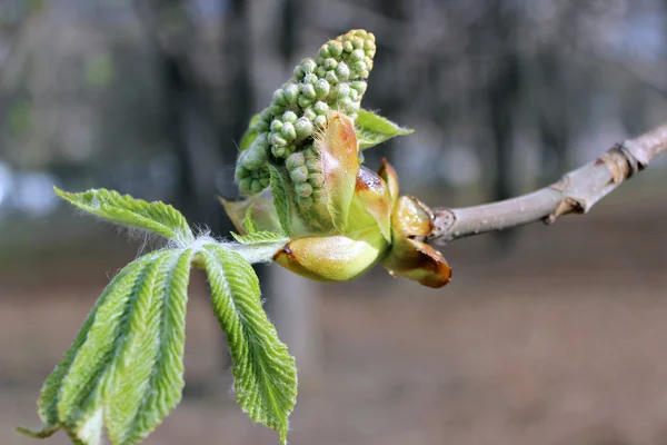 開花の柔らかい芽のトチノキ — ストック写真