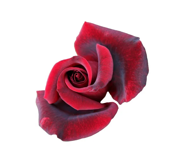 Crimson rose bloem — Stockfoto