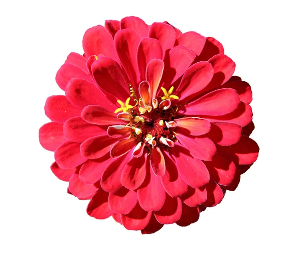 Ljusa vackra röda zinnia blomma isolerade — Stockfoto