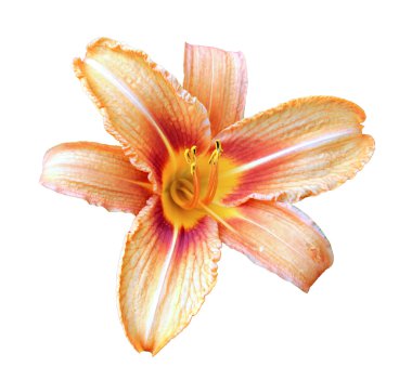 İzole turuncu daylily çiçek