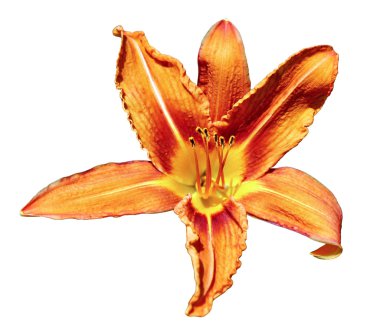 İzole turuncu daylily çiçek 