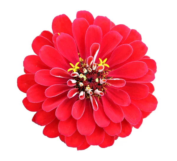 Ljusa vackra röda zinnia blomma isolerade — Stockfoto