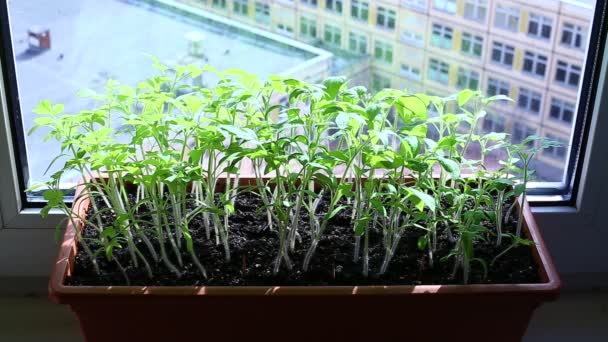 Plantas de tomate en el alféizar de la ventana en casa — Vídeos de Stock