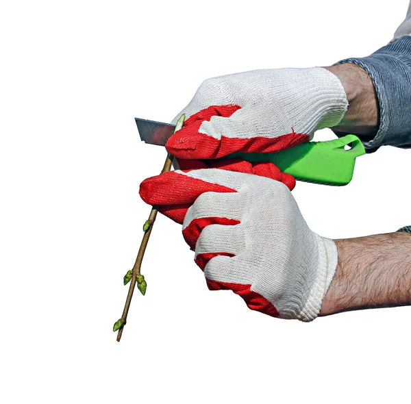 Gardener plants a tree sapling isolated — Stock Photo, Image