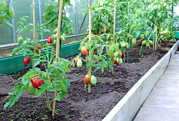 Red tomatoes in a greenhouse — Stock Photo, Image