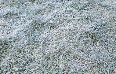 Arka plan beyaz hoarfrost çim çimen