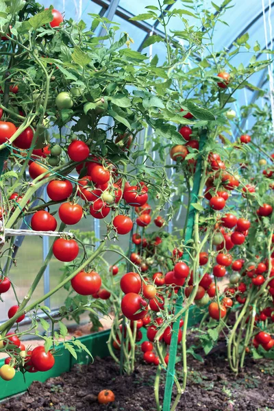 Tomates vermelhos em estufa feitos de policarbonato transparente — Fotografia de Stock
