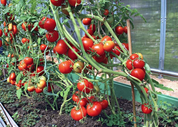 Muitos tomates vermelhos em uma estufa — Fotografia de Stock