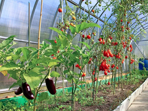Созревание помидоров и баклажанов в теплице — стоковое фото