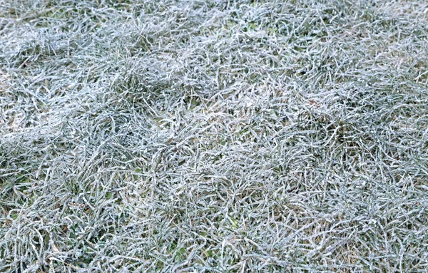 Fundo de grama gramado em geada branca — Fotografia de Stock