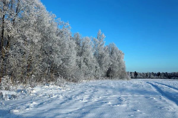 Pejzaż pole pokryte śniegiem i drzewa są świerka i brzozy — Zdjęcie stockowe