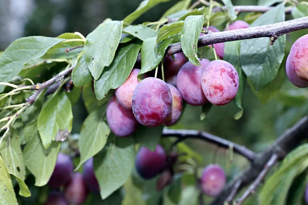 Plum fruits on the branch — Stock Photo, Image