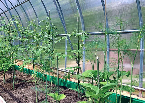 若い温室のトマトの実生植物を植物します。 — ストック写真