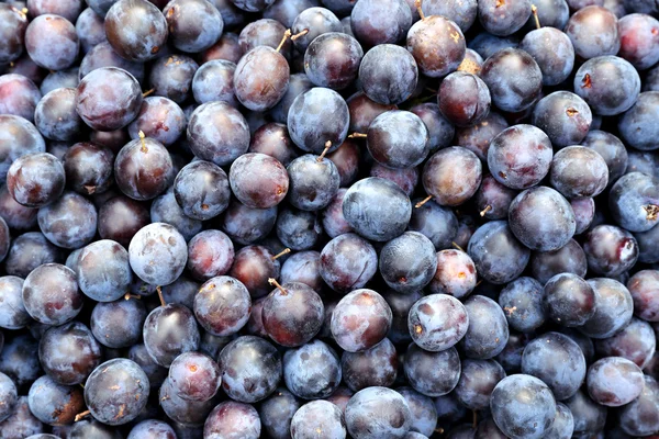 Background from many ripe blackthorn berries — Stock Photo, Image