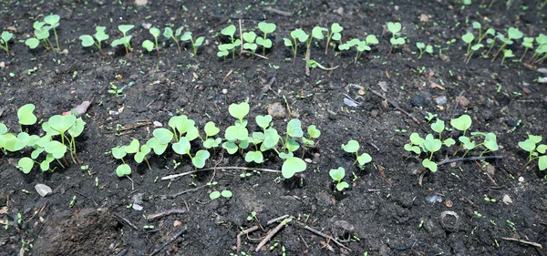 Jonge radijs spruiten op een gardenbed — Stockfoto