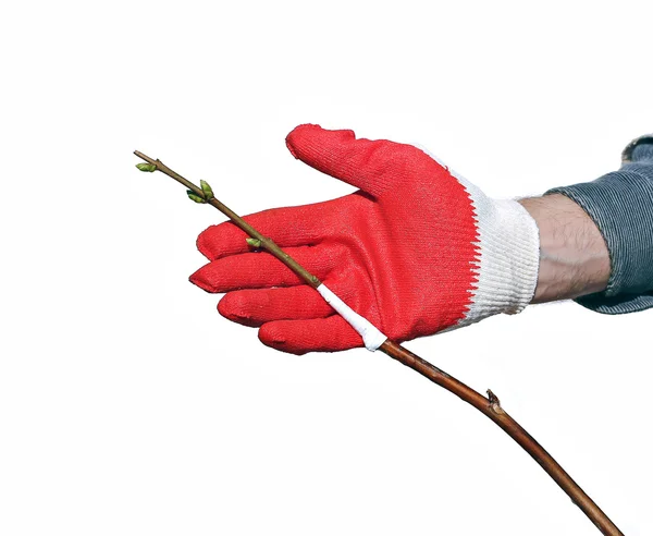 Gardener makes the inoculation branch a tree sapling isolated — Stock Photo, Image