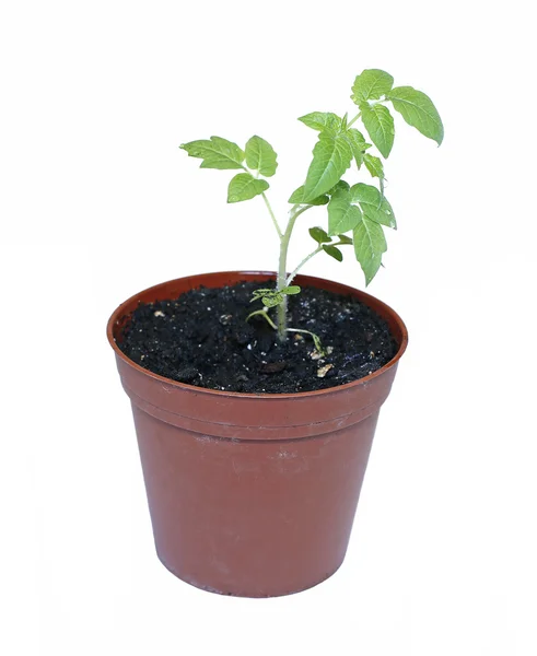 Jonge plant tomaat zaailingen in bloempot geïsoleerd — Stockfoto