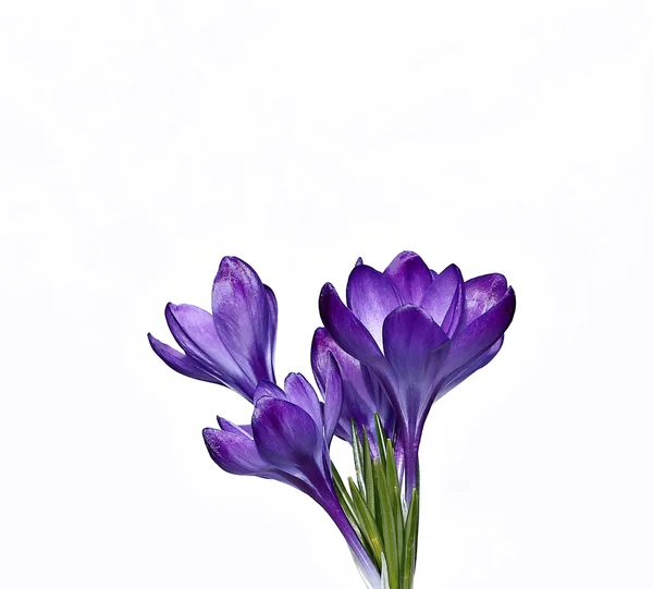 Violet flowers of crocus isolated — Stock Photo, Image