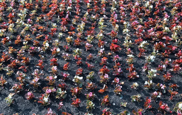 Fundo de flores brancas, rosa e vermelhas begônia — Fotografia de Stock