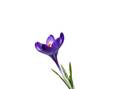 izole Iridaceae Menekşe çiçek