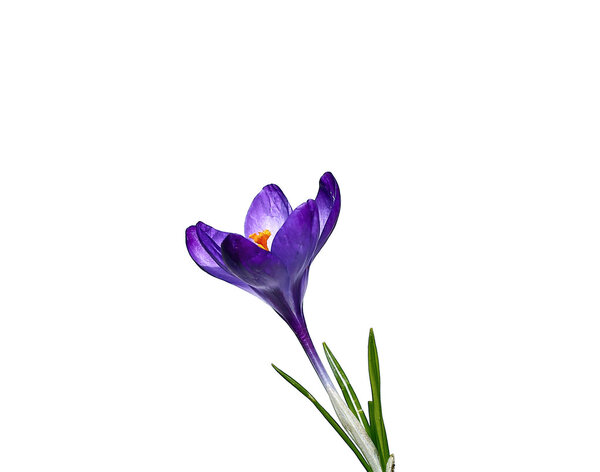 Violet flower of crocus isolated