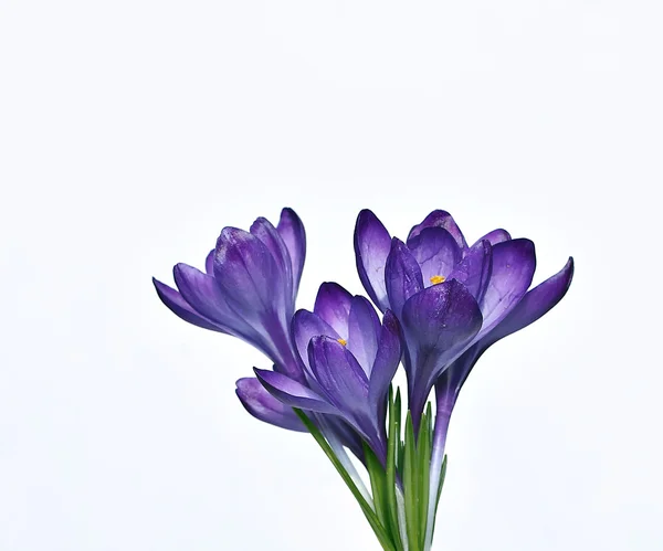 Violetta blommor av Krokus isolerade — Stockfoto