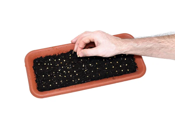 Sowing seeds in the soil in the flower box at early spring isola — Stock Image Sowing seeds in the soil in the flower box at early spring isola Stock Photo