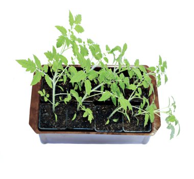 Genç izole saksı içinde domates fidesi bitkiler