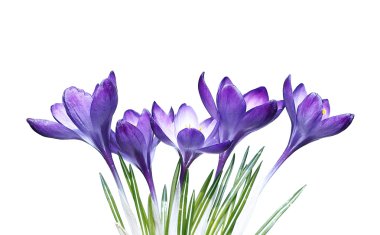 Çiğdem izole mor çiçekler