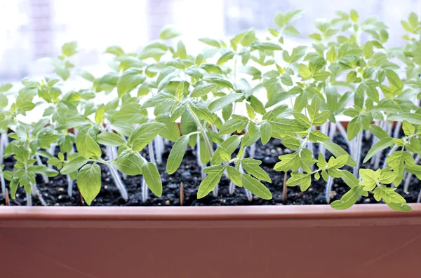 Tomatensetzlinge auf der Fensterbank — Stockfoto