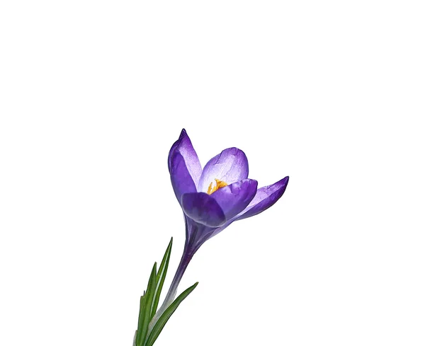 Flor violeta de croco isolado em um fundo branco — Fotografia de Stock