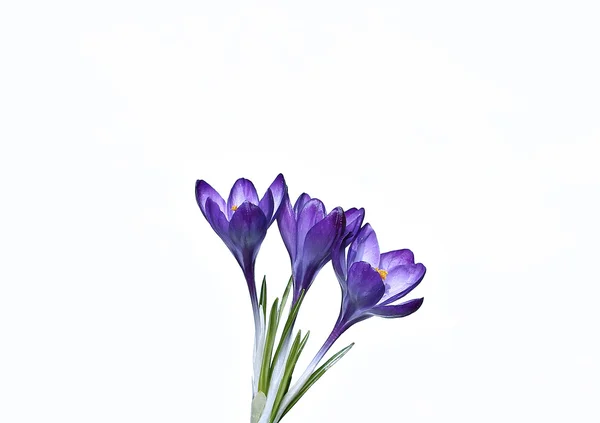 Violetta blommor av Krokus isolerade — 图库照片