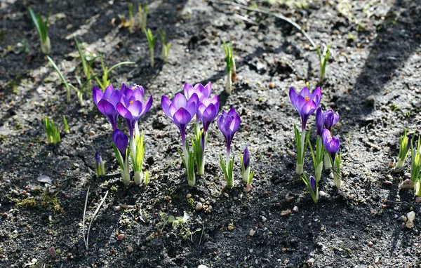 Violet flowers of crocus in the garden — Stock Photo, Image