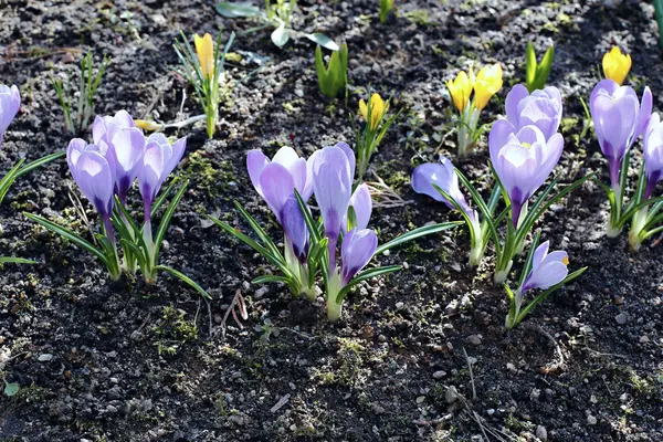 Violet flowers of crocus in the garden — Stock Photo, Image