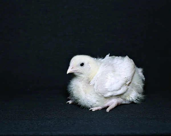 Giovane pollastrella broiler — Foto Stock