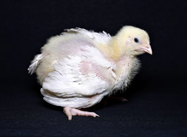 Giovane pollastrella broiler — Foto Stock