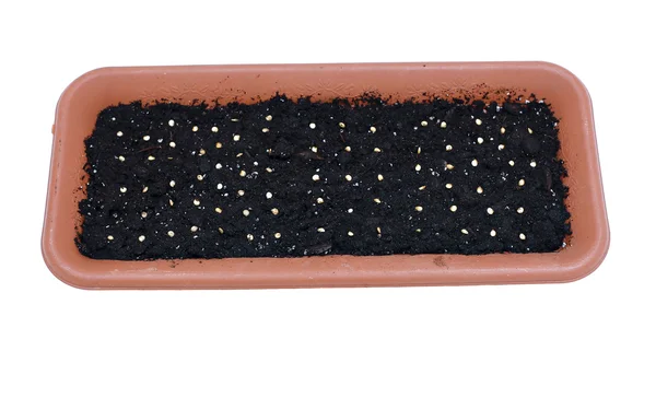 Посадка семян в почву в цветочную коробку ранней весной изола — стоковое фото