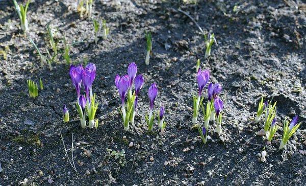 Violet flowers of crocus in the garden — Stock Photo, Image