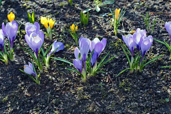 Violette bloemen van Krokus in de tuin — Stockfoto